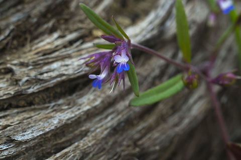 Blue Eyed Mary  Collinsia parviflora,Geotagged,Spring,United States