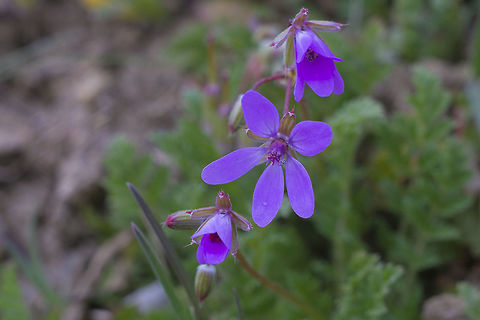 Pretty little invasive  Common stork's-bill,Erodium cicutarium,Geotagged,Invasive species,Spring,United States