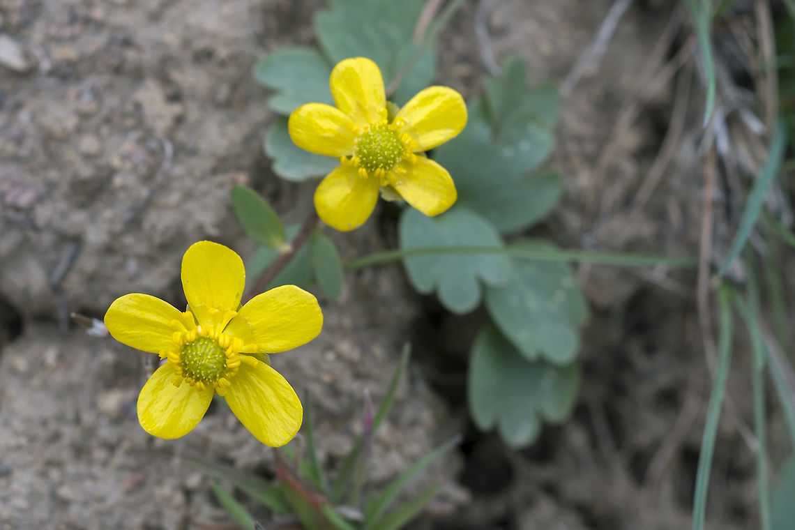 Sagebrush Buttercup  Geotagged,Ranunculus glaberrimus,Spring,United States