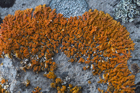 Elegant Sunburst I guess I should have been looking out for pikas on the rock outcrop too - this lichen apparently is a tell tale sign of their burrows amongst the rocks. Geotagged,Spring,United States,Xanthoria elegans