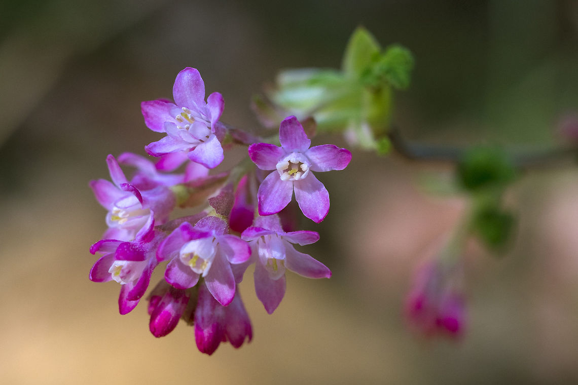 Red Flowering Currant This bush will bear edible berries, but they aren't particularly tasty, so few people pick them these days. They tend to be somewhat astringent and have many seeds. Pacific Northwest natives used to eat them, but even then, they weren't a preferred food source and were often mixed with other foods to make them more palatable. Geotagged,Ribes sanguineum,Spring,United States