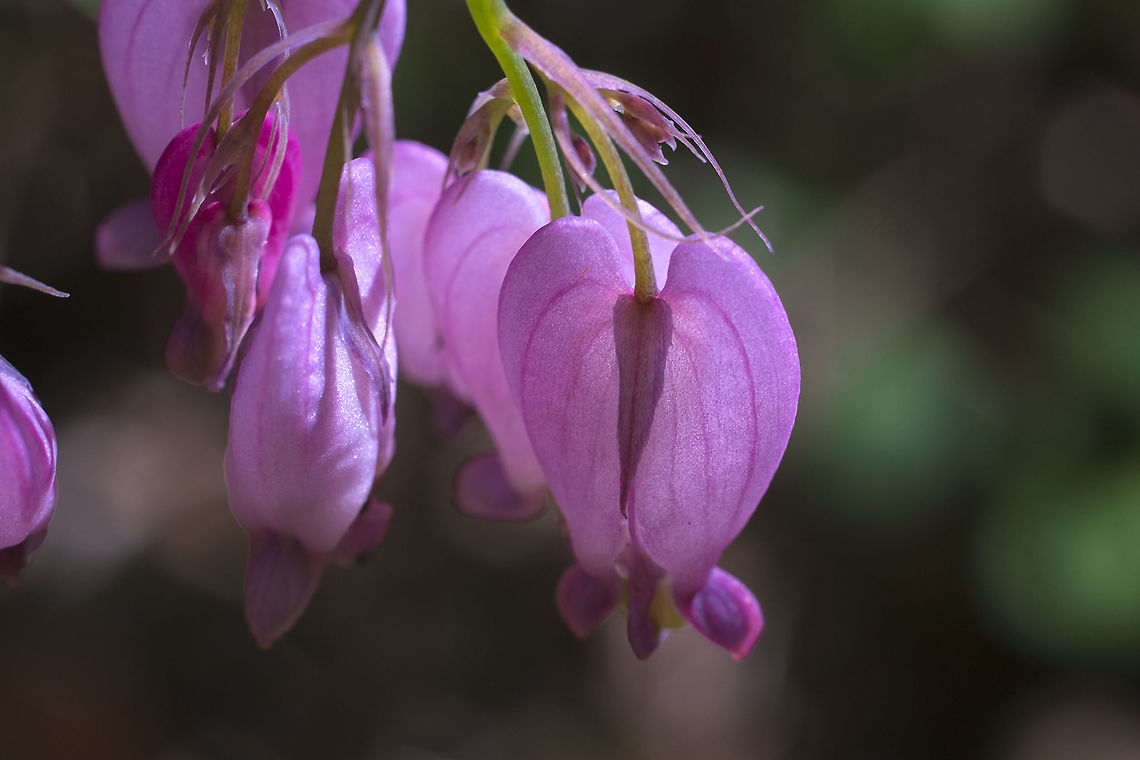 Pacific Bleeding Heart Though this is a very popular garden flower, here it is a native plant that grows well in the wild. Dicentra formosa,Geotagged,Spring,United States
