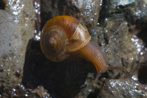 Land Snail I'm not sure if this is a different type of snail or just a much younger Oregon Forest Snail… the more I look at it, the more I'm thinking it must be the same, just a much younger one, before the shell thickens and peels. Allogona townsendiana,Geotagged,Oregon forest snail,Spring,United States,snail