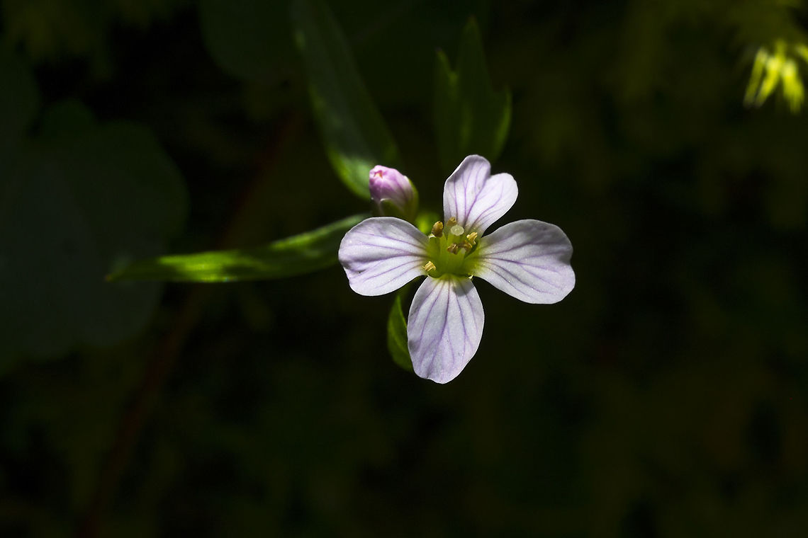 Nuttall's Toothwort  Cardamine nuttallii,Geotagged,Spring,United States