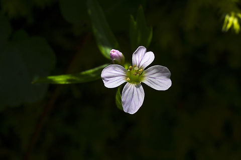 Nuttall's Toothwort  Cardamine nuttallii,Geotagged,Spring,United States