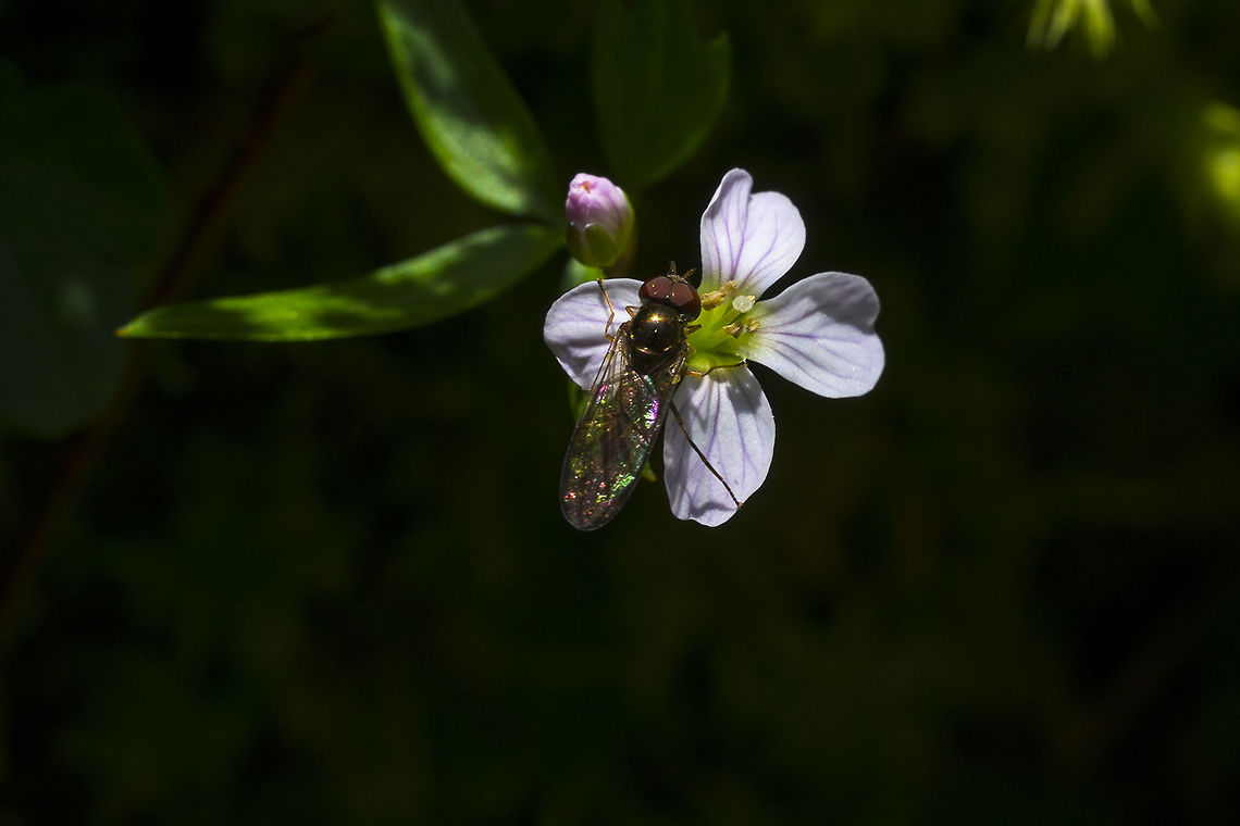 Hoverfly Photobomb I set out to photograph the flowers&hellip; just as I hit the shutter button - hoverfly photo bomb ;) - I&#039;ll see if I can ID the fly. Wow - I&#039;m on a roll. Amazingly I was able to find this little guy and with the help of a couple of other photos, I can be pretty certain this is correct. Geotagged,Melanostoma mellinum,Spring,United States