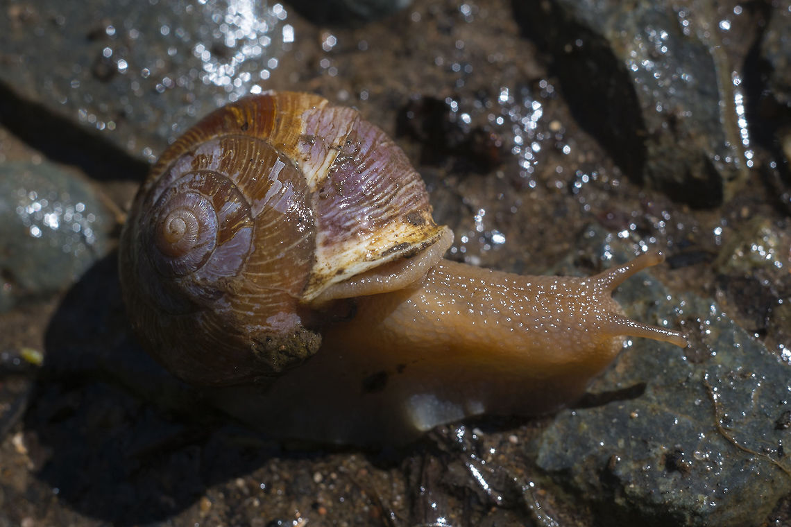 Oregon Forest Snail Saved this fellow from drowning in a puddle. Allogona townsendiana,Geotagged,Spring,United States