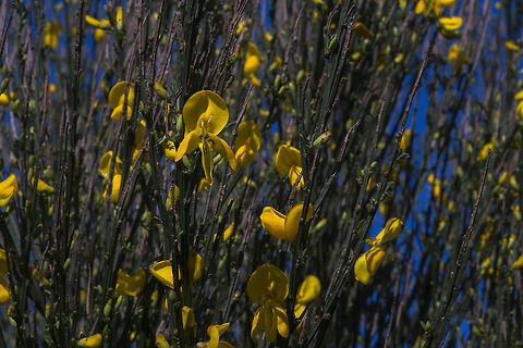 Scotch Broom Native to Europe this was introduced to the US for ornamental and erosion control purposes… it proved to be far too successful. Scotch Broom is a pretty serious invasive here. It can outcompete even Himalayan blackberry (another wide spread invasive). In this county it is however only a class B noxious weed (so you may not plant it, sell seed etc, but landowners are not required to eradicate it). In other parts of the state it is more highly controlled because it affects grazing land by replacing native plants and because the seeds/seed pods are toxic to livestock. It grows especially well in cleared land. This was taken in a right of way under power lines, which to provide clear access for maintenance is mowed/cleared somewhat regularly. Scotch broom was nearly the only plant in the clearing. Common Broom,Cytisus scoparius,Geotagged,Invasive species,Spring,United States