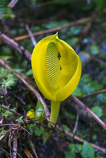 Western Skunk Cabbage A smelly indication that spring has arrived. The little bugs in there are ants. Geotagged,Lysichiton americanus,Spring,United States