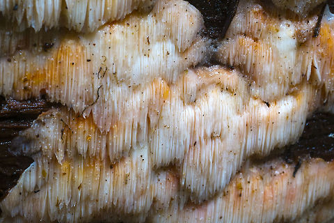 Hericium abietis Bear's Head tooth fungus
hmmm changed my mind about what species this is... Geotagged,Hericium abietis,Hericium americanum,Hericium erinaceus,Spring,United States,hericium americanum