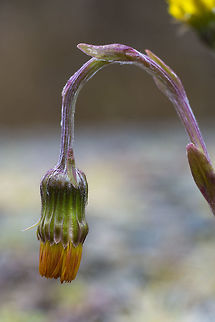 Coltsfoot introduced to the United States Coltsfoot,Geotagged,Invasive species,Spring,Tussilago farfara,United States