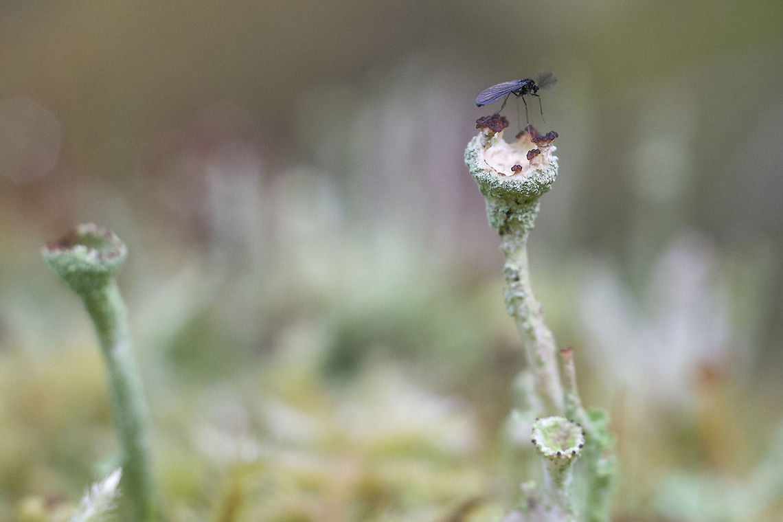Midge perching on lichen lol.. the lichen can probably only be ID through microscopic means and the midge would need to have his chromosomes examined&hellip;. Geotagged,Spring,United States
