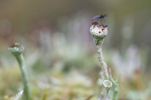 Midge perching on lichen lol.. the lichen can probably only be ID through microscopic means and the midge would need to have his chromosomes examined…. Geotagged,Spring,United States