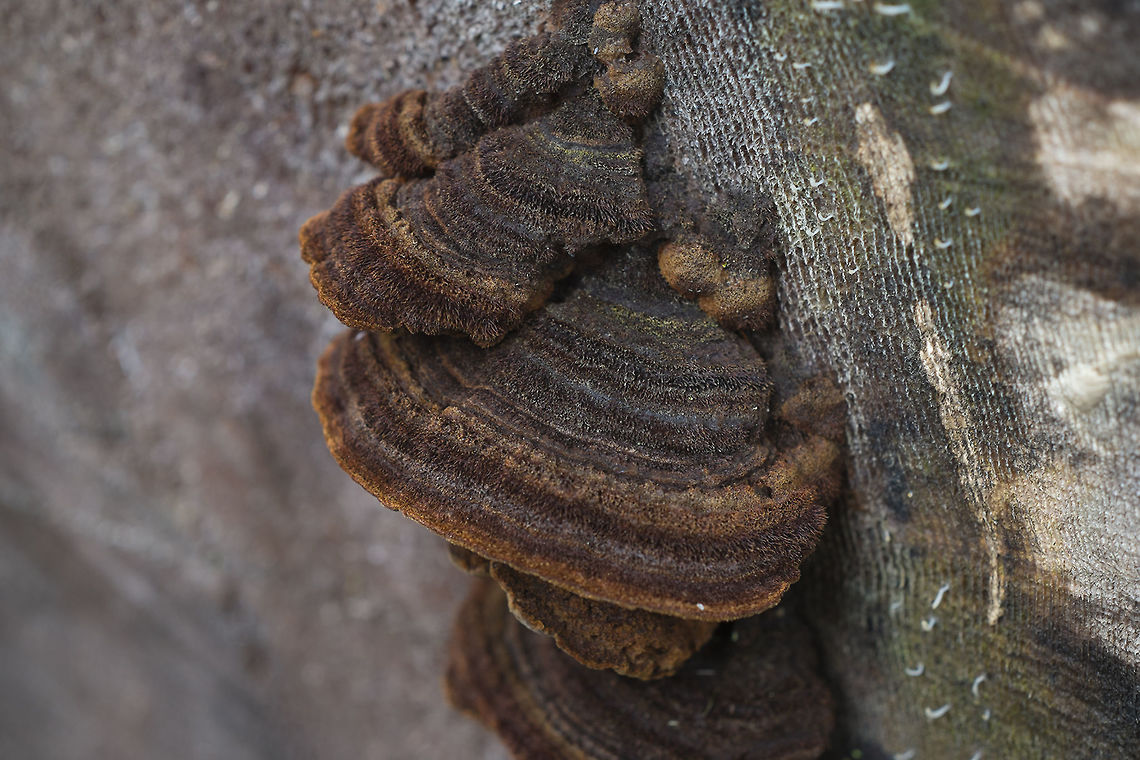 Red Ring Rot These conks are the outward sign that a tree is infected with red ring rot. While lumbermen will cringe at the sight, for wildlife and forest growth it can be a good thing. The fallen trees encourage forest growth and the cavities the rot creates are homes for many creatures. Geotagged,Phellinus pini,Spring,United States