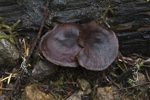 Dark Brown woody mushrooms Surprisingly, I'm having a really hard time finding anything like these… they were very thin and quite leathery to almost brittle. I figure they must be some sort of polypore, but most of those seem to have light/white pore surfaces and this one's underside was as dark as the surface. The stems were offset and dark brown too. Any insights would be greatly
appreciated.
It seems it is a very dark morph of coltricia cinnamomea - the other common coltricia around here, coltricia perennis, has a light colored pore surface. http://www.rogersmushrooms.com/gallery/DisplayBlock~bid~5834.asp Coltricia cinnamomea,Geotagged,Mt Rainier National Park,Spring,United States,fungus,mushroom