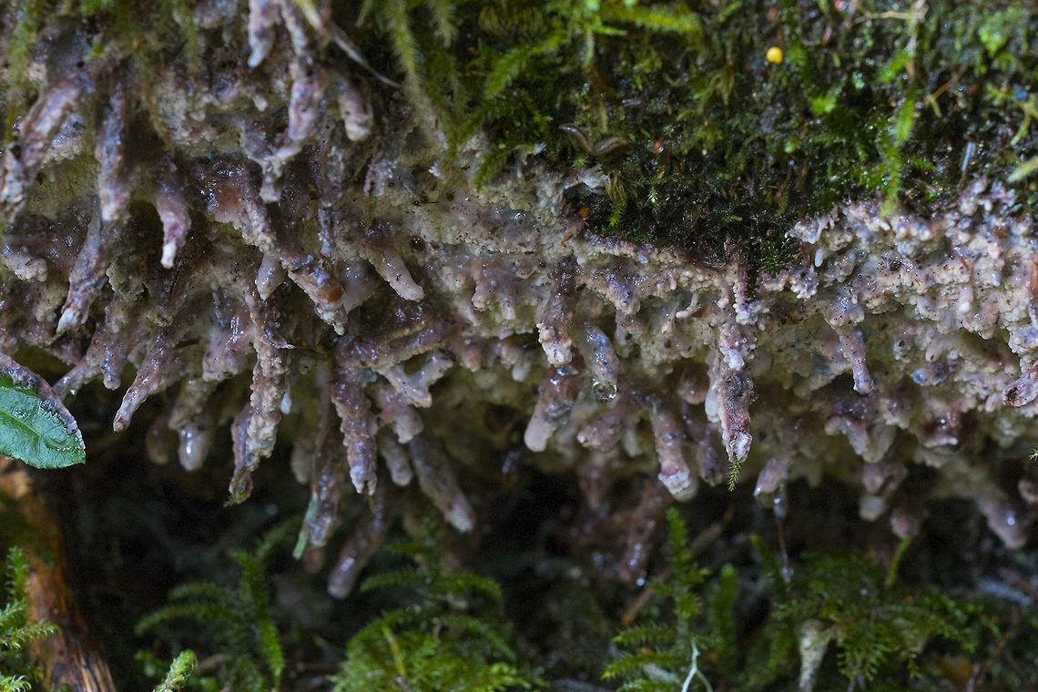 Crust Fungus - radulomyces confluens I don&#039;t recall just what I bent down to look at on this log, but underneath I found something far more interesting&hellip; I wouldn&#039;t exactly call it beautiful, but definitely interesting. It&#039;s a waxy crust fungus that was growing right on the moss that was already there. I do admire the delicate pinks and blues, even if it does look a bit like barf.<br />
<br />
The best info on this fungus didn&#039;t come from the web, but rather from &quot;MatchMaker&quot; a free download program for ID&#039;ing Pacific Northwest mushrooms. LATIN NAME(S)  Radulomyces confluens  (Fr.: Fr.) M.P. Christ.  Dansk Bot. Ark. 19: 230. 1960;  == Thelephora confluens  Fr.;  Cerocorticium confluens  (Fr.) Julich &amp; Stalpers;  Corticium confluens  (Fr.) Fr.;  Coniophora avellanea  Burt;  Corticium rubellum  Burt<br />
ENGLISH NAME(S)  <br />
NOTES  features include 1) resupinate growth on hardwood, 2) fruitbody soft, watery-waxy, hygrophanous, cream to grayish ocher or grayish, often with a bluish, pinkish or violet tint, drying to whitish, grayish, or buff, surface tuberculate when wet, margin fringed when growing, 3) spores varying from elliptic to nearly round in shape, smooth, inamyloid, oily and granular, walls slightly thickened, 4) basidia often with oil droplets, 5) hyphal system monomitic, the hyphae with clamp connections, found in WA, also MB, NF, NS, NT, ON, AL, AZ, CO, DC, FL, IA, IL, LA, MA, MD, NH, NJ, NM, NY, OH, PA, VT, WI, (Ginns), Switzerland (Breitenbach), France, Germany, Sweden, (Julich), common species in Scandinavia (Eriksson)<br />
<br />
There&#039;s more information that can be provided - microscopic details, habitat etc. Geotagged,Radulomyces confluens,Spring,United States