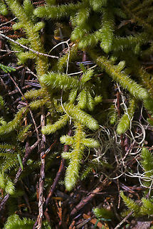 Fuzzy Fingers I want to call this Muppet Moss, it reminds me so much of muppet fingers&hellip; I am having some difficulty with it's true ID though. Geotagged,Spring,United States,bryophyte,moss