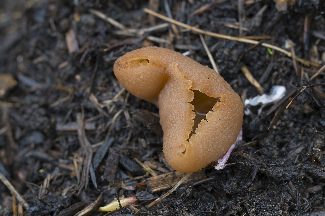 Young Palamino Cup Mushroom  Geotagged,Peziza repanda,Spring,United States,peziza repanda
