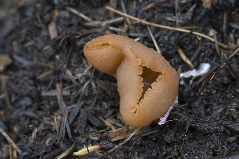 Young Palamino Cup Mushroom  Geotagged,Peziza repanda,Spring,United States,peziza repanda