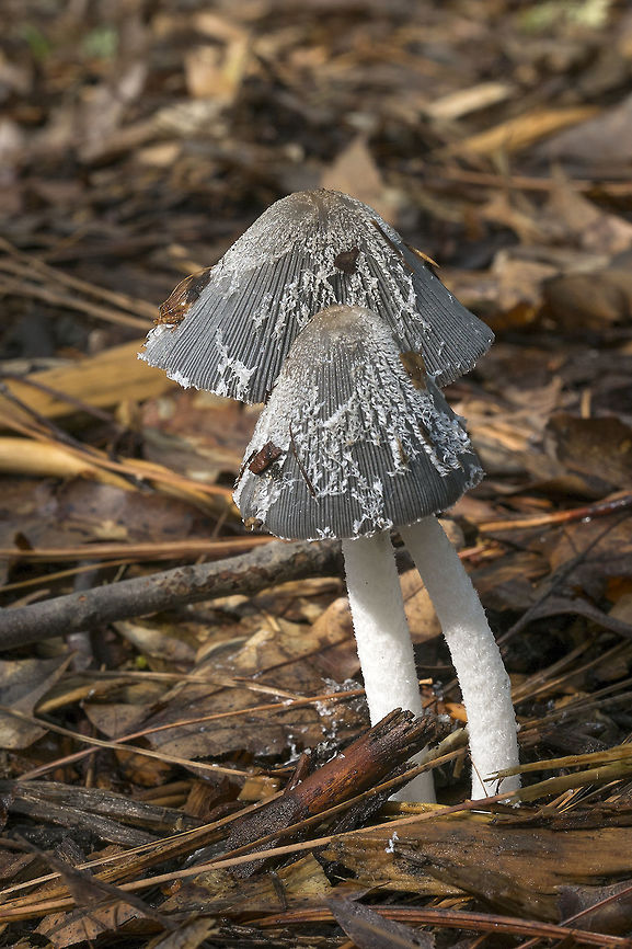 Hare's Foot Inky Cap These mushrooms come up and turn to mush so fast! This was taken mid morning and by the time I passed back through at about 4pm the caps had already opened flat and were curling and turning black at the edges. Coprinopsis lagopus,Geotagged,Hare’sfoot Inkcap,Spring,United States
