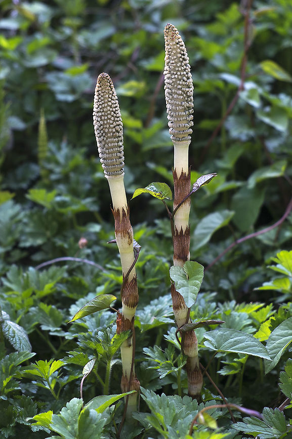 Northern Giant Horsetail Equisetum telmateia subsp. braunii <br />
<br />
This is an annoying and neat plant all at the same time. It's spores often hitch a ride in your compost or wood chips and it can be *extremely* difficult to eradicate from your garden once it's established, but the fascinating thing is that it is a living fossil. Horsetails are the only remaining genus of the class Equistophyta which go back to the Devonian Period - that's somewhere in the neighborhood of 400 million years ago!  Equisetum telmateia,Geotagged,Giant Horsetail,Northern giant horsetail,Spring,United States,horsetail