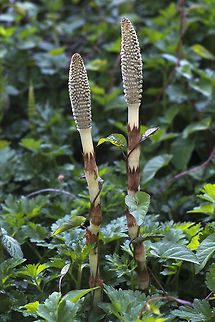 Northern Giant Horsetail Equisetum telmateia subsp. braunii 

This is an annoying and neat plant all at the same time. It's spores often hitch a ride in your compost or wood chips and it can be *extremely* difficult to eradicate from your garden once it's established, but the fascinating thing is that it is a living fossil. Horsetails are the only remaining genus of the class Equistophyta which go back to the Devonian Period - that's somewhere in the neighborhood of 400 million years ago!  Equisetum telmateia,Geotagged,Giant Horsetail,Northern giant horsetail,Spring,United States,horsetail