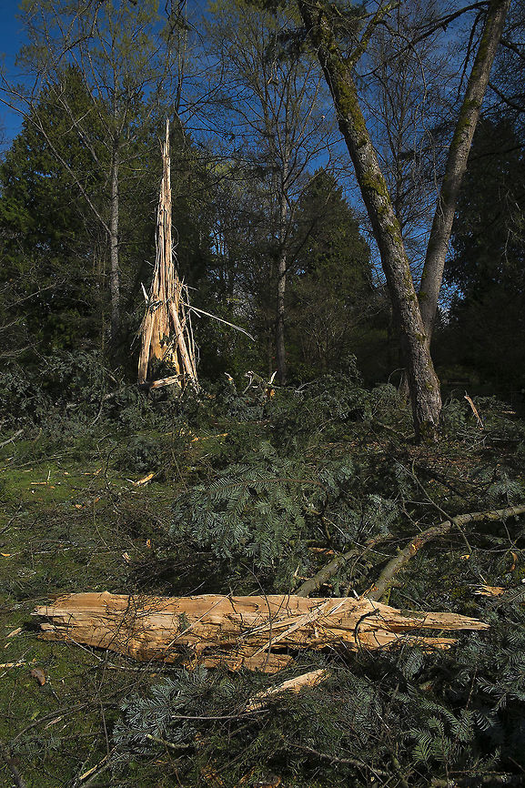 Lightening Strike! When I heard about this I just had to go and see it - We&#039;ve had some somewhat unusual lighting storms around here recently and this tree was struck a few days ago. It literally exploded. Pieces of what at one time was a pretty mature fir tree were scattered over a radius of about 40 feet or so - the big chunk in the photo was probably about 20 feet from the tree trunk. The fellow in the office that I asked where the tree was, was there at the time the tree was hit (it wasn&#039;t very far away) - he said the sound and light were incredible and the building even shook enough to knock things off of the shelves. I can only imaging. I watched lightening strike the radio towers that are probably 1/4 mile from my house (about 4 blocks) yesterday and that was incredible enough - and those are grounded.. I was quite surprised at the location. I figured that the tree would be in one of the higher spots in the park, but it was not - it was nearly at the lowest point. A reminder that under *any* tree in a lightening storm is a very bad place to be. Geotagged,Spring,United States