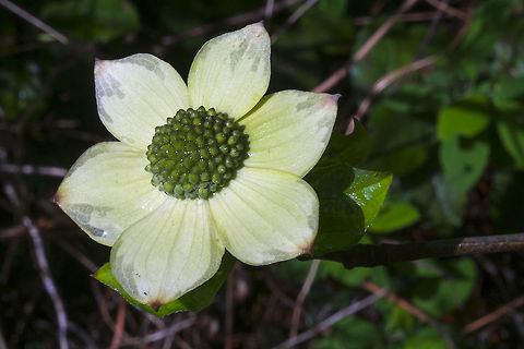 Pacific Dogwood  Cornus nuttallii,Geotagged,Pacific dogwood,Spring,United States
