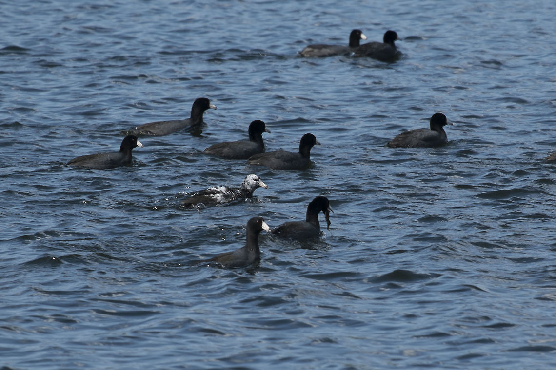 Piebald Coot There are quite large flocks of coot out on the lake right now. I spotted a piebald amongst them.  American coot,Fulica americana,Geotagged,Spring,United States