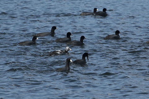 Piebald Coot There are quite large flocks of coot out on the lake right now. I spotted a piebald amongst them.  American coot,Fulica americana,Geotagged,Spring,United States