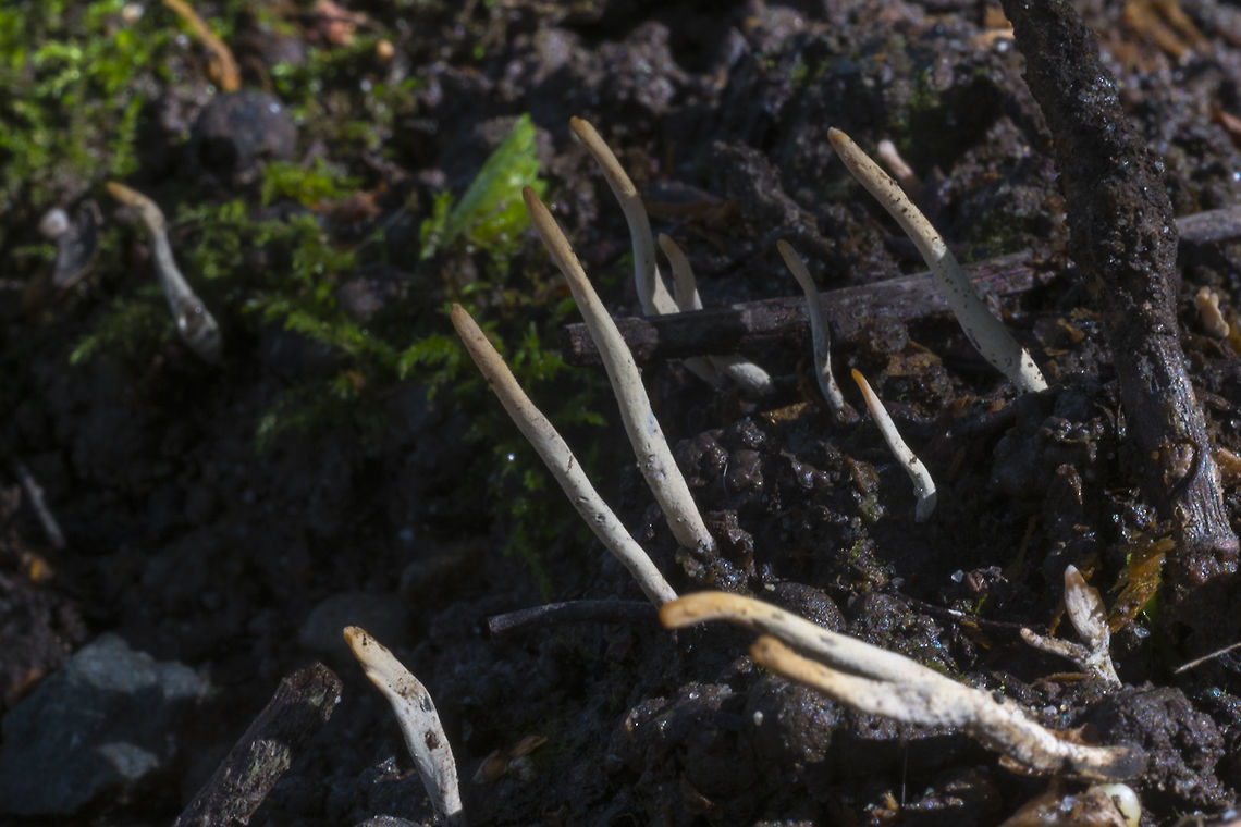 Xylaria oxyacanthae OK - this has got to be one of the weirder of the weird things I've come across. It's a fungus that only grows on the fallen seeds of hawthorn and hickory trees. I went back to this site and checked and indeed it is right below a hawthorn. The seeds get infected with the spores before they fall, but the fruiting bodies don't appear until the they've fallen and begun to decompose.<br />
<br />
To tell the truth I don't even know what made me notice this&hellip; it doesn't look like much or stand out. It looks like little roots or twigs until you get your nose right down on it, but something did make me look closer. Geotagged,Seattle,Spring,United States,Xylaria oxyacanthae,fungus,hawthorn
