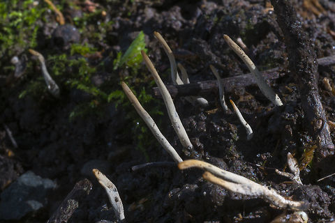 Xylaria oxyacanthae OK - this has got to be one of the weirder of the weird things I've come across. It's a fungus that only grows on the fallen seeds of hawthorn and hickory trees. I went back to this site and checked and indeed it is right below a hawthorn. The seeds get infected with the spores before they fall, but the fruiting bodies don't appear until the they've fallen and begun to decompose.

To tell the truth I don't even know what made me notice this&hellip; it doesn't look like much or stand out. It looks like little roots or twigs until you get your nose right down on it, but something did make me look closer. Geotagged,Seattle,Spring,United States,Xylaria oxyacanthae,fungus,hawthorn