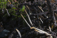 Xylaria oxyacanthae OK - this has got to be one of the weirder of the weird things I've come across. It's a fungus that only grows on the fallen seeds of hawthorn and hickory trees. I went back to this site and checked and indeed it is right below a hawthorn. The seeds get infected with the spores before they fall, but the fruiting bodies don't appear until the they've fallen and begun to decompose.<br />
<br />
To tell the truth I don't even know what made me notice this&hellip; it doesn't look like much or stand out. It looks like little roots or twigs until you get your nose right down on it, but something did make me look closer. Geotagged,Seattle,Spring,United States,Xylaria oxyacanthae,fungus,hawthorn