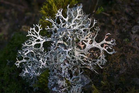 Oak Moss  Evernia prunastri,Geotagged,Oakmoss,Spring,United States
