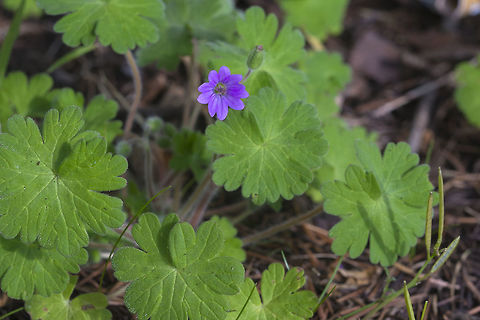 Dove's Foot Geranium another introduced species from the Mediterranean that has become an invasive here in the Pacific Northwest Geotagged,Geranium molle,Spring,United States