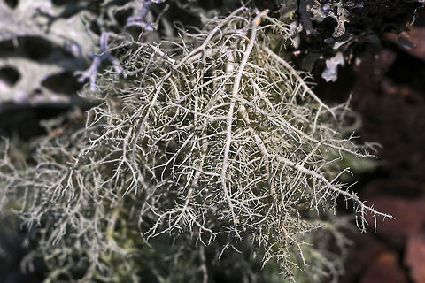 Beard Lichen http://lichenportal.org/portal/taxa/index.php?taxon=54651 Beard Lichen,Geotagged,Spring,United States,Usnea diplotypus