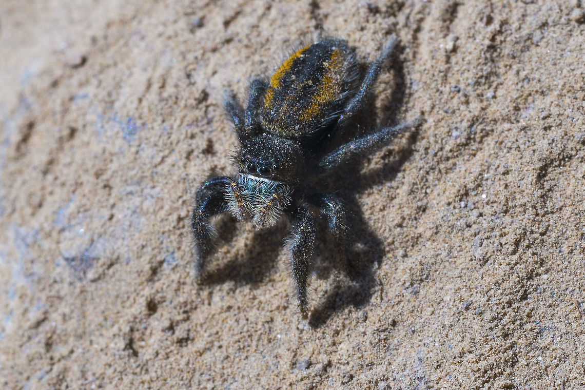 Red backed Jumping Spider happy dance- happy dance! I got my first jumper :) This little lady threatened me with annihilation with all she was worth (I know it&#039;s a girl - the boys are all red on their backs) - she waved her little pedipalps at me until I backed down. She won. Geotagged,Phidippus johnsoni,Red-backed jumping spider,Spring,United States