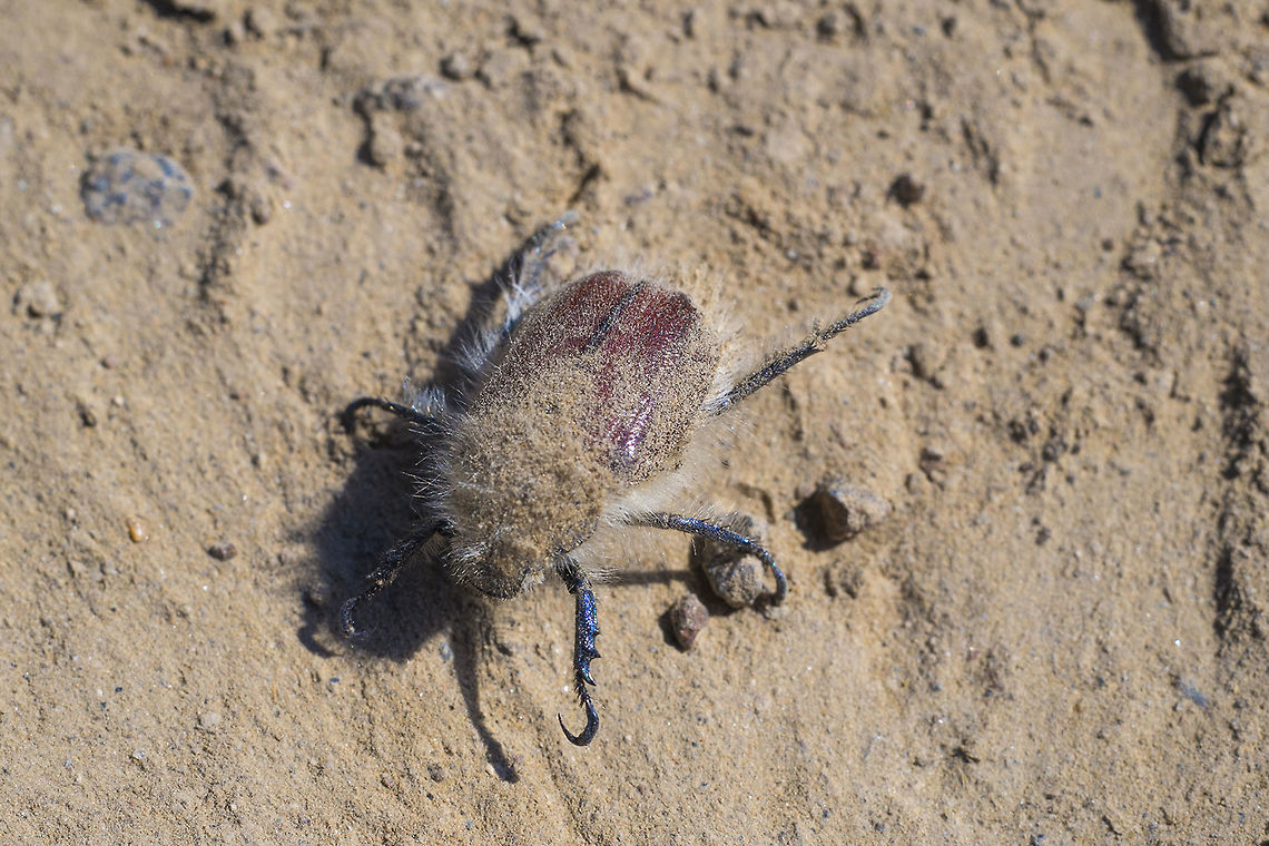 Little Bear one rather dusty little bear beetle. These guys are attracted to (and assumed to eat) sagebrush. I tried to clean him off a bit, he didn't appreciate it much and I couldn't seem to dust off his head, which is metallic green. Geotagged,Paracotalpa granicollis,Spring,United States