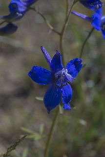 Two-lobed Larkspur  Delphinium nuttallianum,Geotagged,Spring,Two-lobe Larkspur,United States