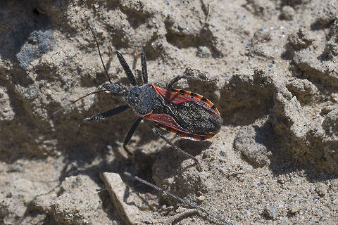 Assassin Bug Rhynocoris ventralis Geotagged,Rhynocoris ventralis,Spring,United States