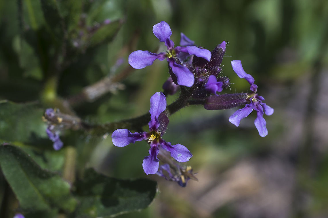 Purple Mustard  Chorispora tenella,Geotagged,Spring,United States