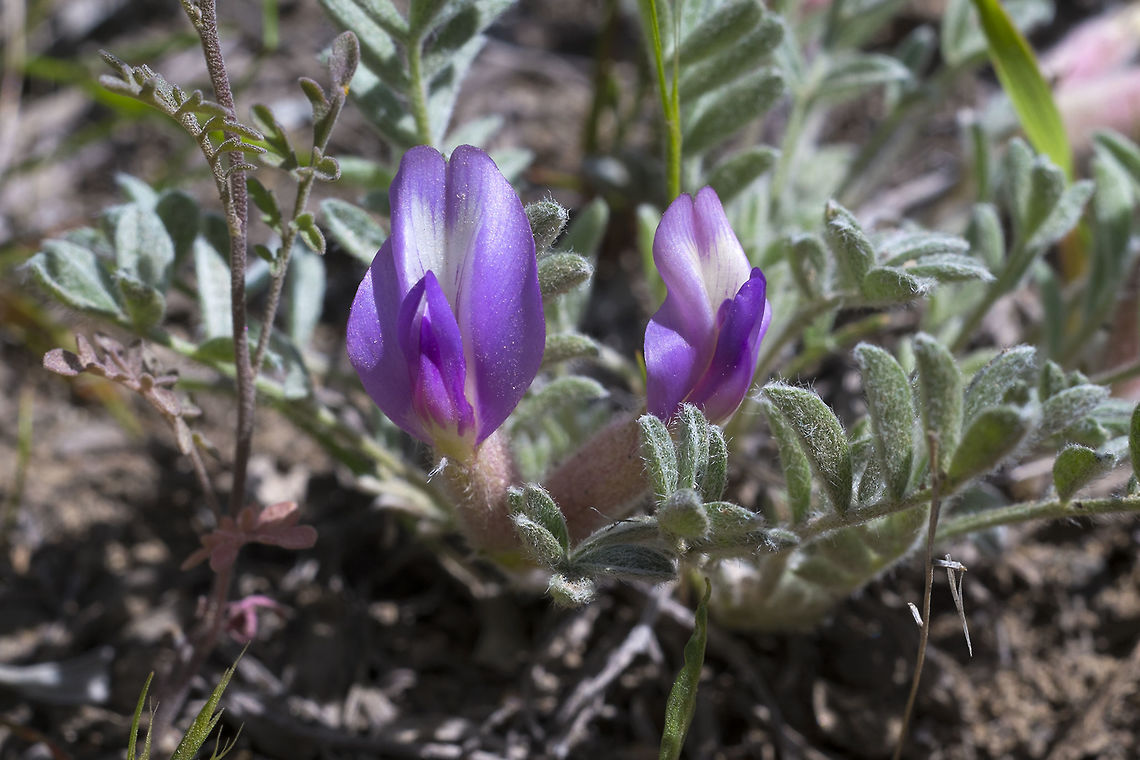 Wooly Pod Milkvetch  Astragalus purshii,Geotagged,Spring,United States