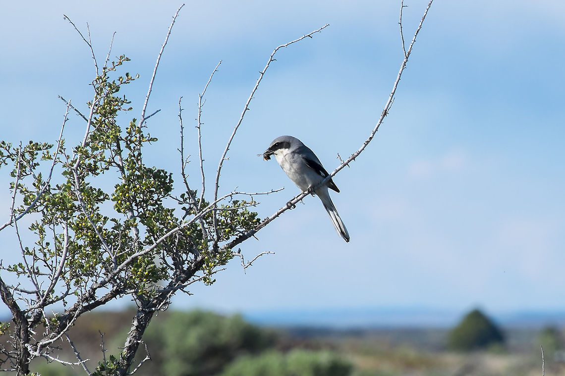 Northern Shrike with it's catch of a bumblebee These guys are known for their habit of impaling their catches on barbed wire, twigs or thorns to save them for later. Geotagged,Lanius ludovicianus,Loggerhead shrike,Spring,United States
