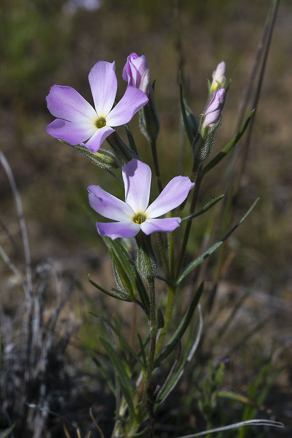 Long Leaf Plox  Geotagged,Longleaf Phlox,Phlox longifolia,Spring,United States