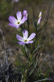 Long Leaf Plox  Geotagged,Longleaf Phlox,Phlox longifolia,Spring,United States