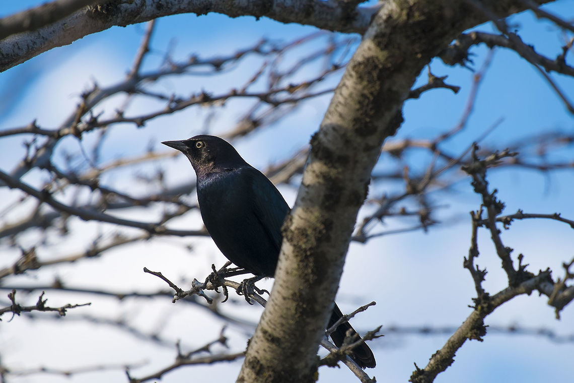 Brewer's Blackbird  Brewers blackbird,Euphagus cyanocephalus,Geotagged,Spring,United States
