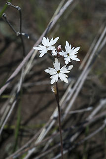 Small Flowered Prairie Star this species lacks the bulbous growths on the stems Geotagged,Lithophragma parviflorum,Spring,United States
