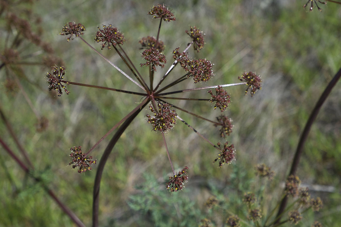 Fern-leaved Desert Parsley  Geotagged,Lomatium dissectum,Spring,United States