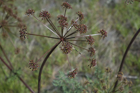 Fern-leaved Desert Parsley  Geotagged,Lomatium dissectum,Spring,United States