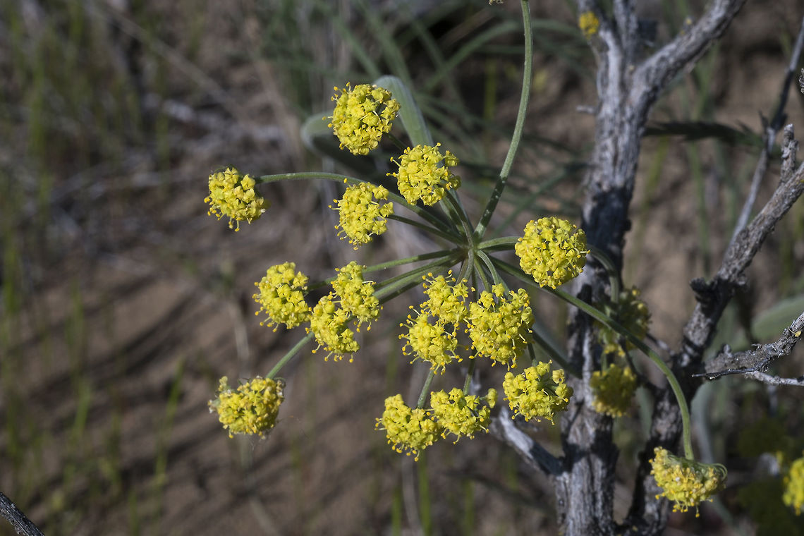 Great Basin desert parsley this one has thin  wire like leaves (confirmed in another less than optimally focus photo) Geotagged,Great Basin Desert Parsley,Lomatium simplex var. simplex,Spring,United States